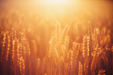 Close up gold yellow wheat field on the sunset. Close up nature photo. Harvest, agriculture, agronomy, industry concept. Horizontal image.