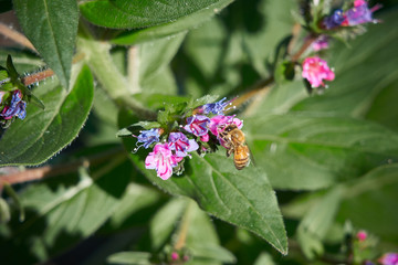 Purple Flowers_Bee_eating Top View