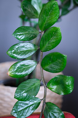 Damaged leaf on beautiful green plant
