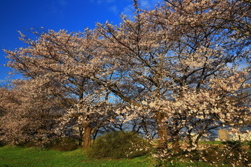 春の展勝地　桜並木