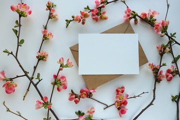 greeting card. flowering branch on a white background and place for text