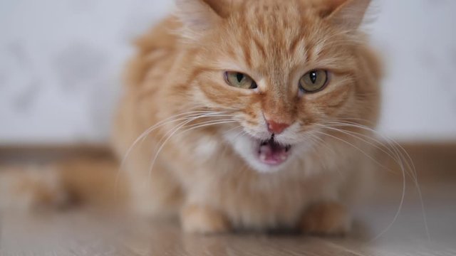 Cute ginger cat sniffs floor and licks itself. Fluffy pet at cozy home.