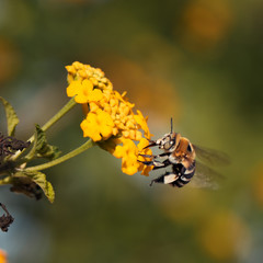 Biene bei der Arbeit