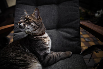 Portrait of a cat