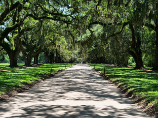 Oak covered driveway leading to a Southern Plantation.