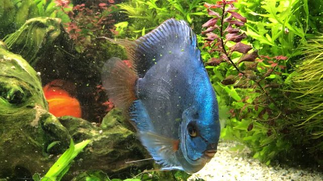 Diskusfische im Aquarium.