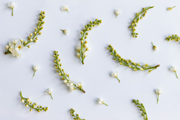 Flat lay of bird cherry twigs with flowers, inflorescences-brushes on light blue background. Spring time. 