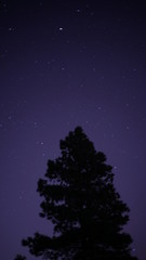 Fototapeta premium night pine