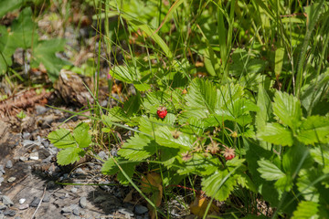 Ripe red wild strawberries next to a hiking trail. Swiss Alps near the small resort village of Champery in Switzerland. Close up. Selective focus