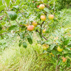 green red striped apples on tree branches. Juicy apples on trees in the middle of summer