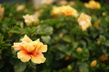 Obraz premium yellow flowers in the garden