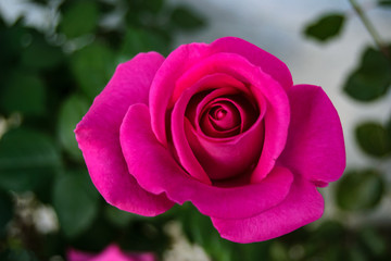Isolated pink rose flower on white and green background. Macro photography. Spring flower. Spring fashion.