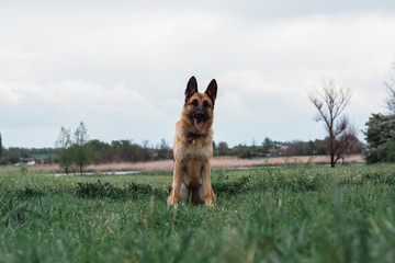 The dog is sitting in a green clearing. German shepherd sitting in nature and smiling. The dog is waiting for the game to start.