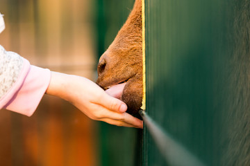 Eine Ziege sagt Danke