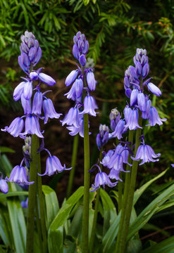 Field of wild flowers in bloom in the spring include delicate Spanish bluebells otherwise known as hyancinth hispanica.