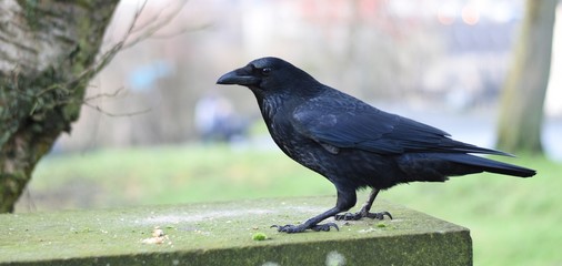 crow on the ground