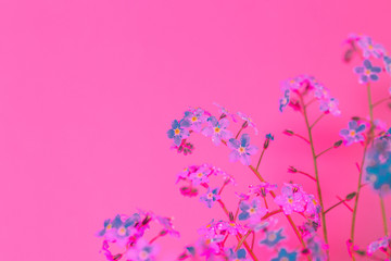 Obraz na płótnie Canvas Forget-Me-Not Flowers Against Pink Background