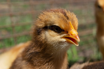 Close-up chicken with a slightly open beak