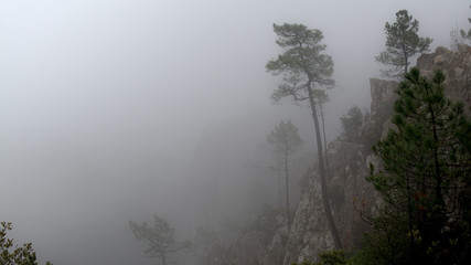 Obraz na płótnie Canvas misty morning in the forest
