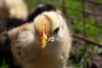 Newborn fluffy chicken closeup in nature