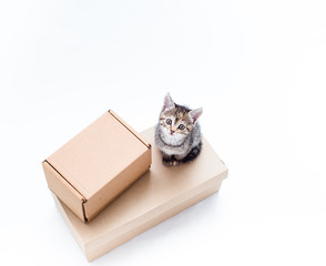 Cute brown striped kitten sits near brown kraft box on white background