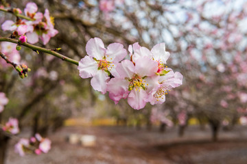 Pink almond blossom close-up on a spring morning. Selective focus.