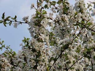 White cherry blossoms