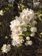 Pear blossom. Blossoms of a pear tree in spring. 