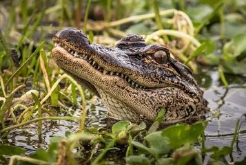 Fototapeten Louisiana-Alligator in einem Teich © Pam