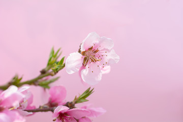 Fototapeta na wymiar Pink peach tree flowers on a pink background