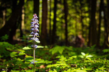 purple forest flower