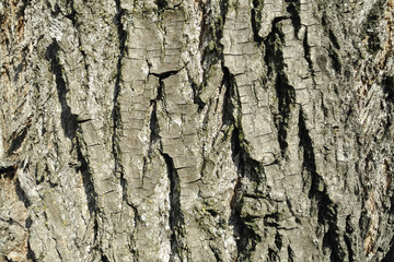 Tree bark natural textured background