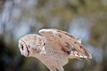 this is a side view of a barn owl