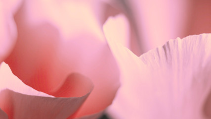 Pink Poppy Petals Abstract
