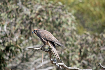 the brown falcon is perched in a tree