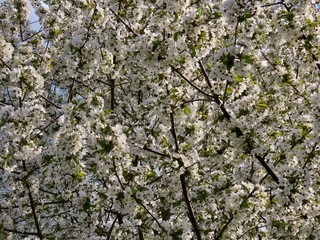 Obraz premium White cherry blossoms