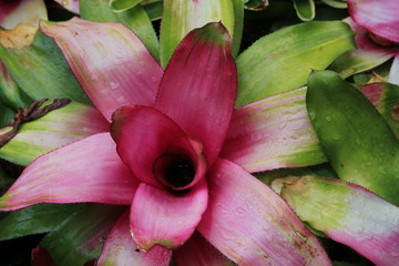 close up of pink hyacinth
