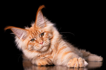 Adorable cute maine coon kitten on black background in studio.