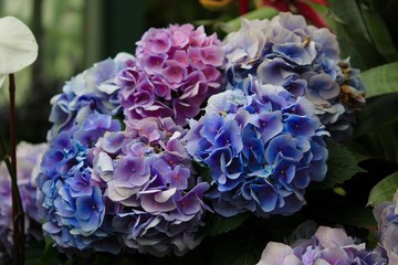 purple blue and white flowers