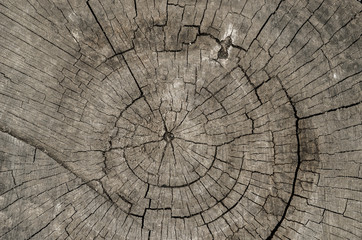 cross section of the tree. wooden background with cracks