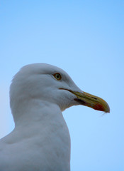 seagull portrait 