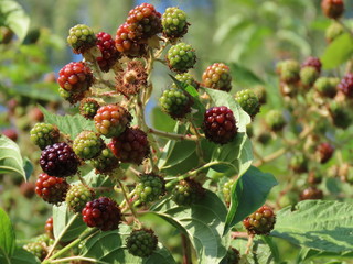 Blackberries ripening at midsummer