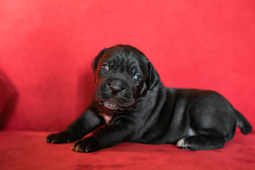 One cute little black puppy of the Italian cane Corso breed .