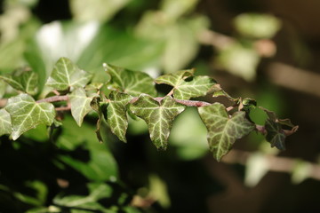 leaves on branch