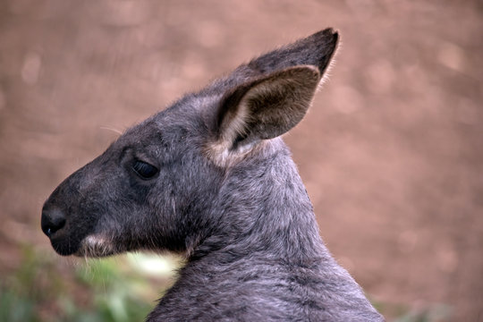 this is a side view of a wallaroo or euro