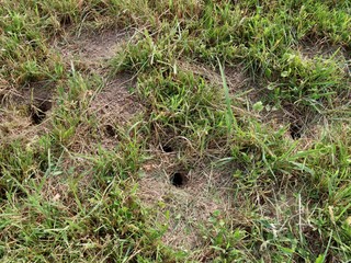 Naklejka na ściany i meble Mouse holes in grass