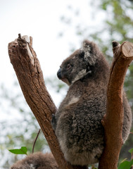 this is a 10 month old joey koala rescued from the bush fires on kangaroo island