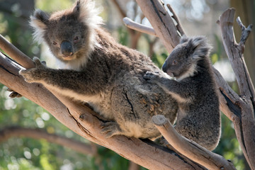the koala and joey are in a tree