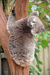 this is a 10 month old joey koala rescued from the bush fires on kangaroo island