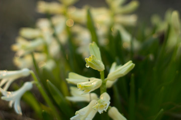 Beautiful nature flower photo spring and summer